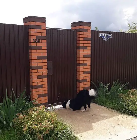 A Border Collie peeking under the gate