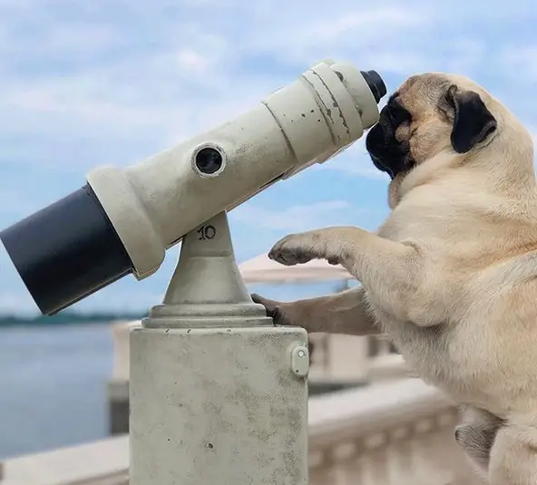 Pug peeking through the telescope