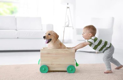 a little boy pushing a wooden cart with a Labrador puppy inside