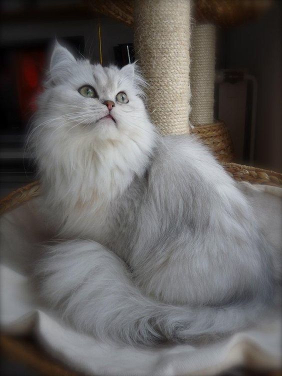 white and gray Persian Cat sitting on its bed