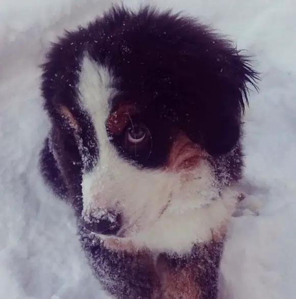 A Bernese Mountain puppy lying in snow while looking sideways