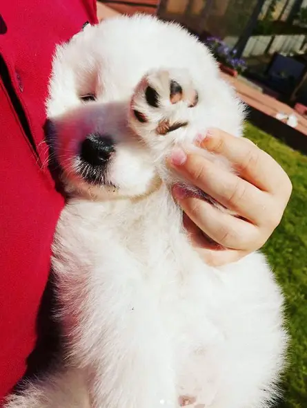 A woman holding a Samoyed puppy while raising its cute paw
