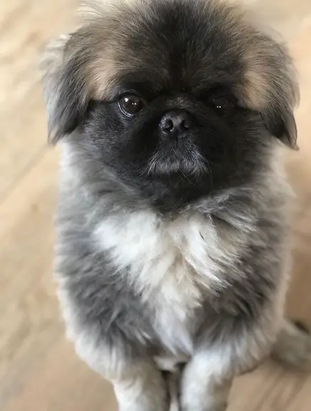 A Pekingese sitting on the floor with its begging face