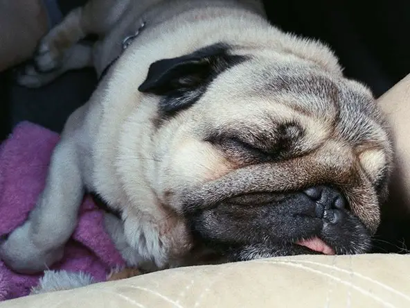 Pug sleeping inside the car with its tongue slightly out