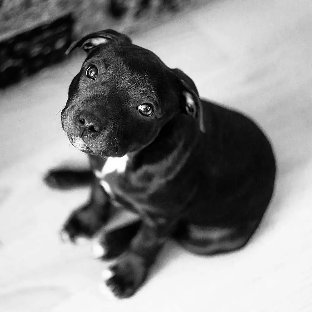 Pit Bull puppy sitting on the floor with its adorable face