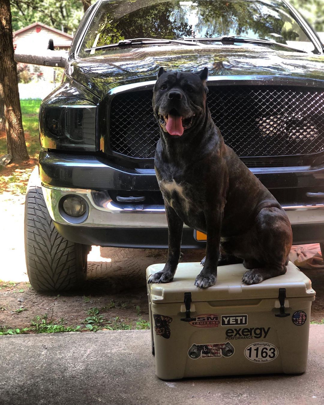 A Mastiff sitting on top of large box container in front of the parked car