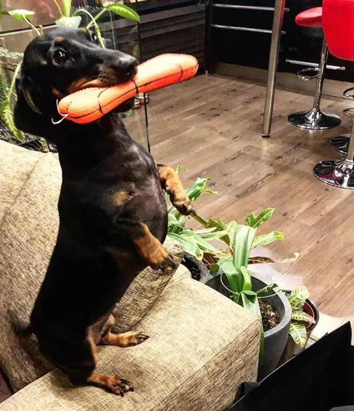 Dachshund standing on top of the couch while holding a toy with its mouth