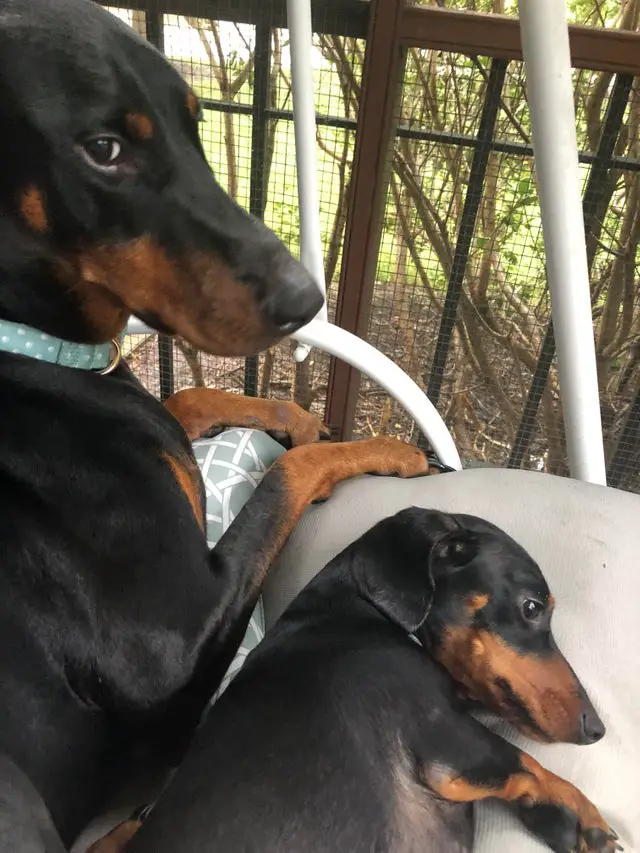 An adult and puppy Dachshund on the chair in the garden