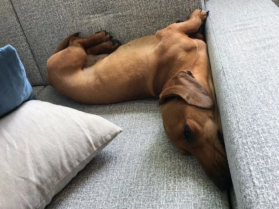 Dachshund sleeping on the corner of the couch