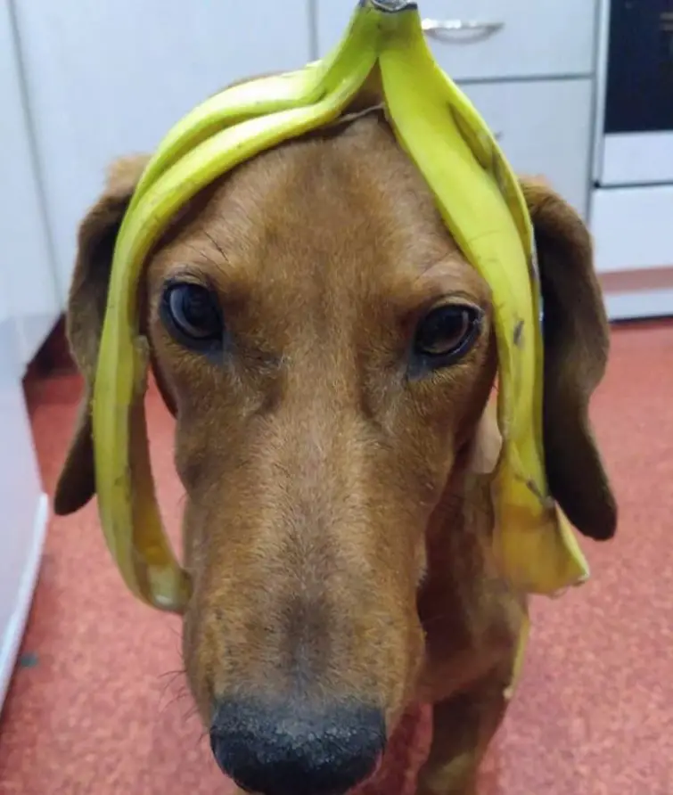 Dachshund with a banana peel on top of its head