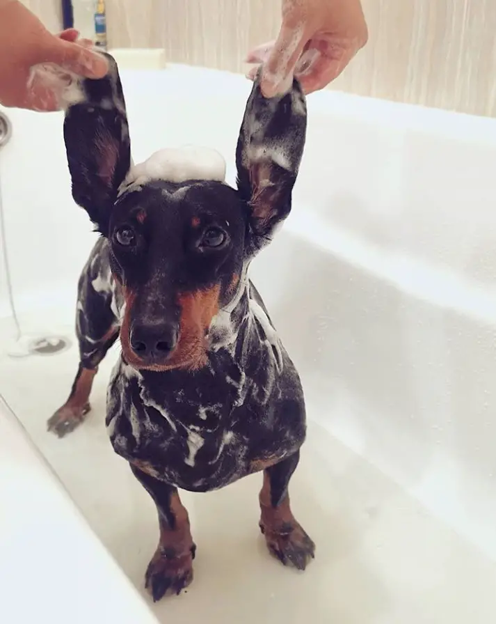 A Dachshund filled with bubbles standing in side the bathtub with its ears spread out