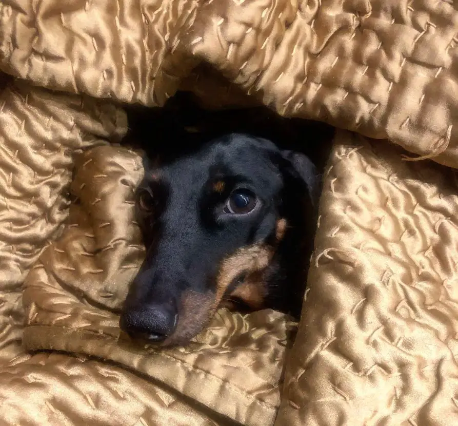 Dachshund snuggled under the blanket