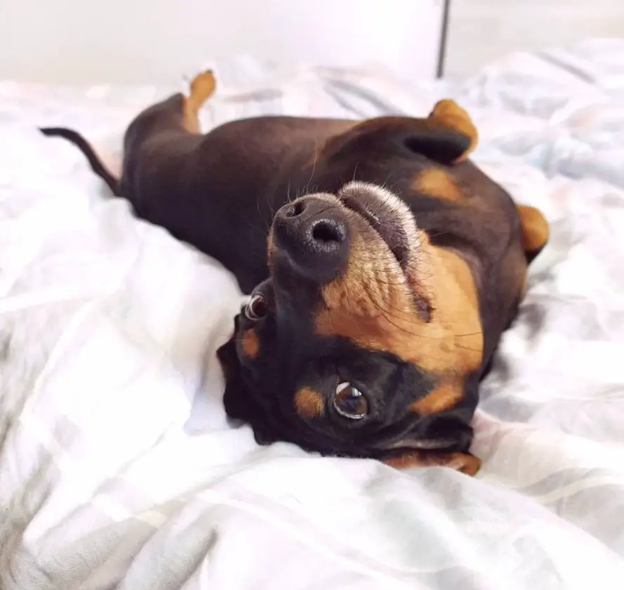 A Dachshund lying on its back on the bed