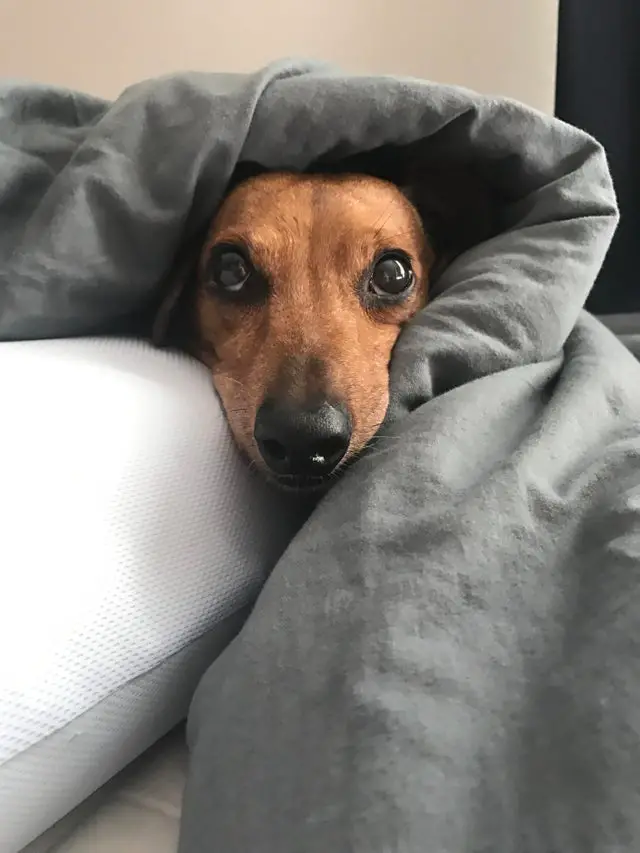 Dachshund lying on the couch under the blanket and showing only its face