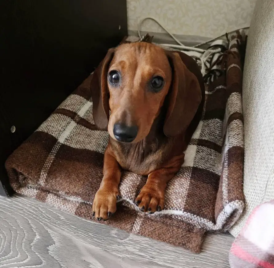brown Dachshund lying on top of a brown checkered blanket on the floor