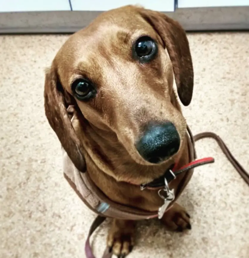 a brown Dachshund sitting on the floor while tilting its head