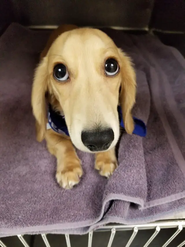A yellow Dachshund lying on top of a towel with its begging face