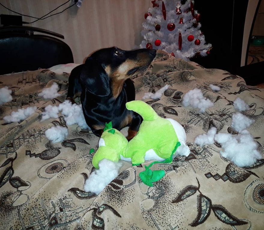 A Dachshund lying on top of the couch with its torn dinosaur stuffed toy and with foam fillers around him