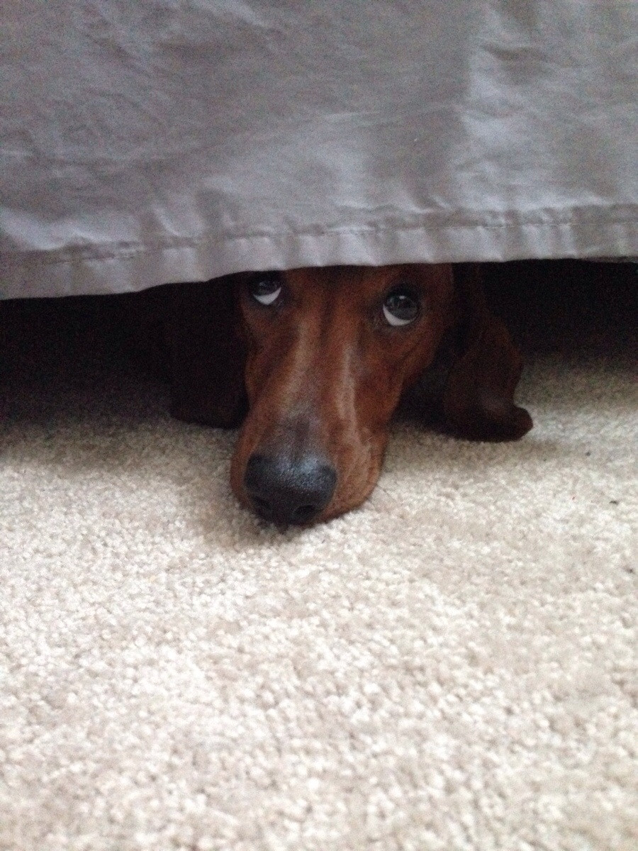 A Dachshund lying under the bed