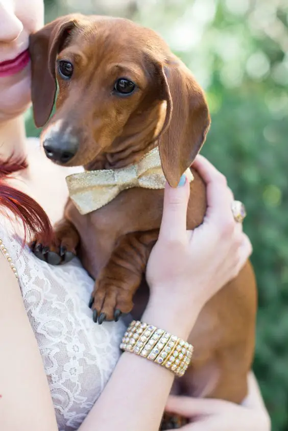 a woman holding a Dachshund wearing a gold bow tie