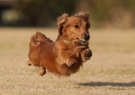 brown Dachshund hopping at the park