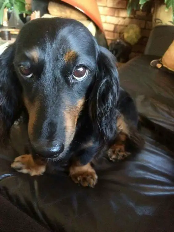 A Dachshund sitting on top of the couch while staring