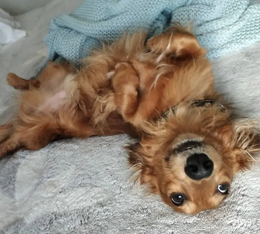 Dachshund lying on its back on the bed with its adorable face