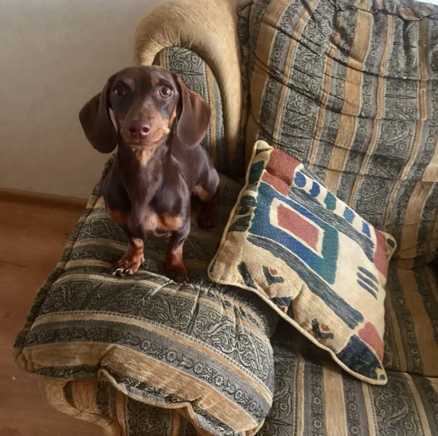 A Dachshund standing on top of the arm chair