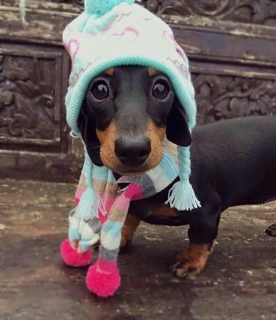 A Dachshund puppy wearing a winter head piece