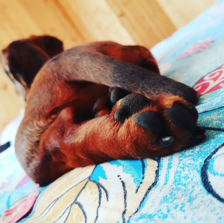Dachshund lying on the bed