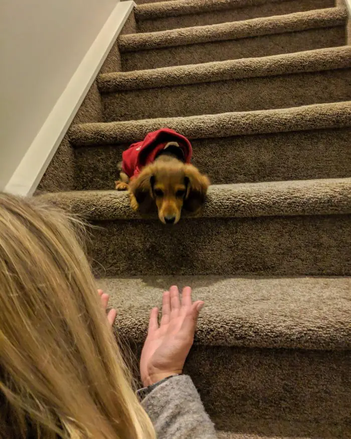 Dachshund puppy walking down the stairs