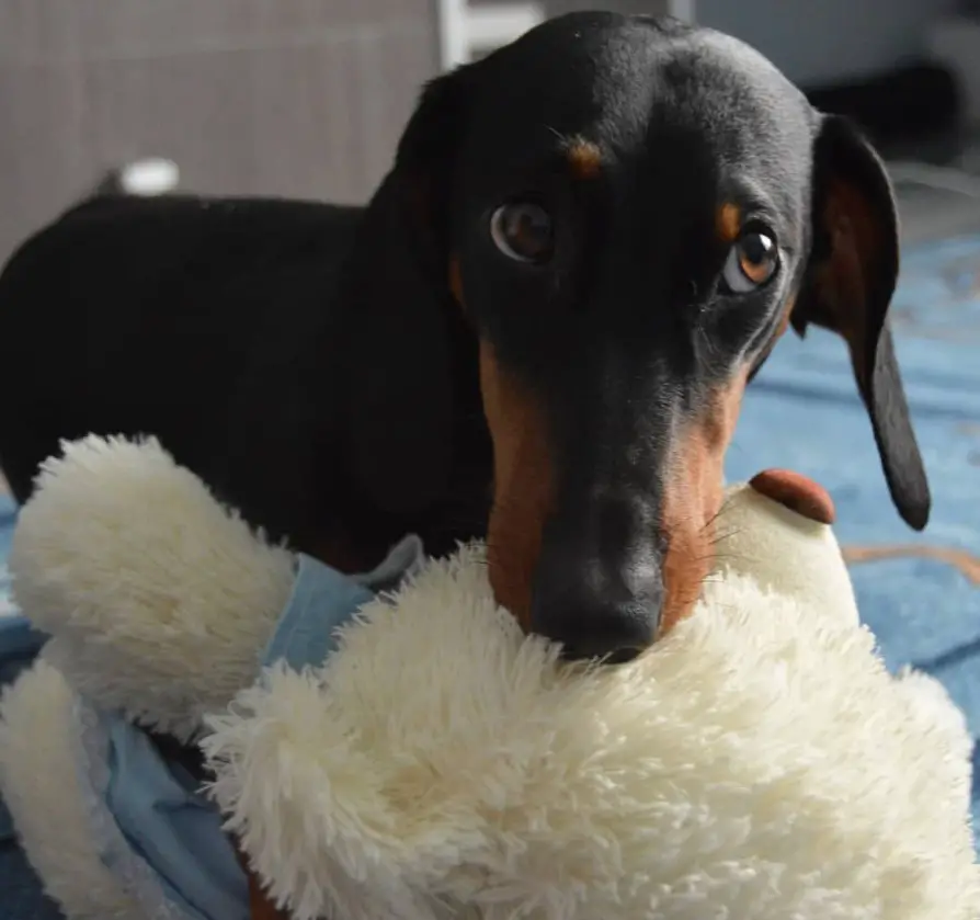 Dachshund carrying a white stuffed toy in its mouth
