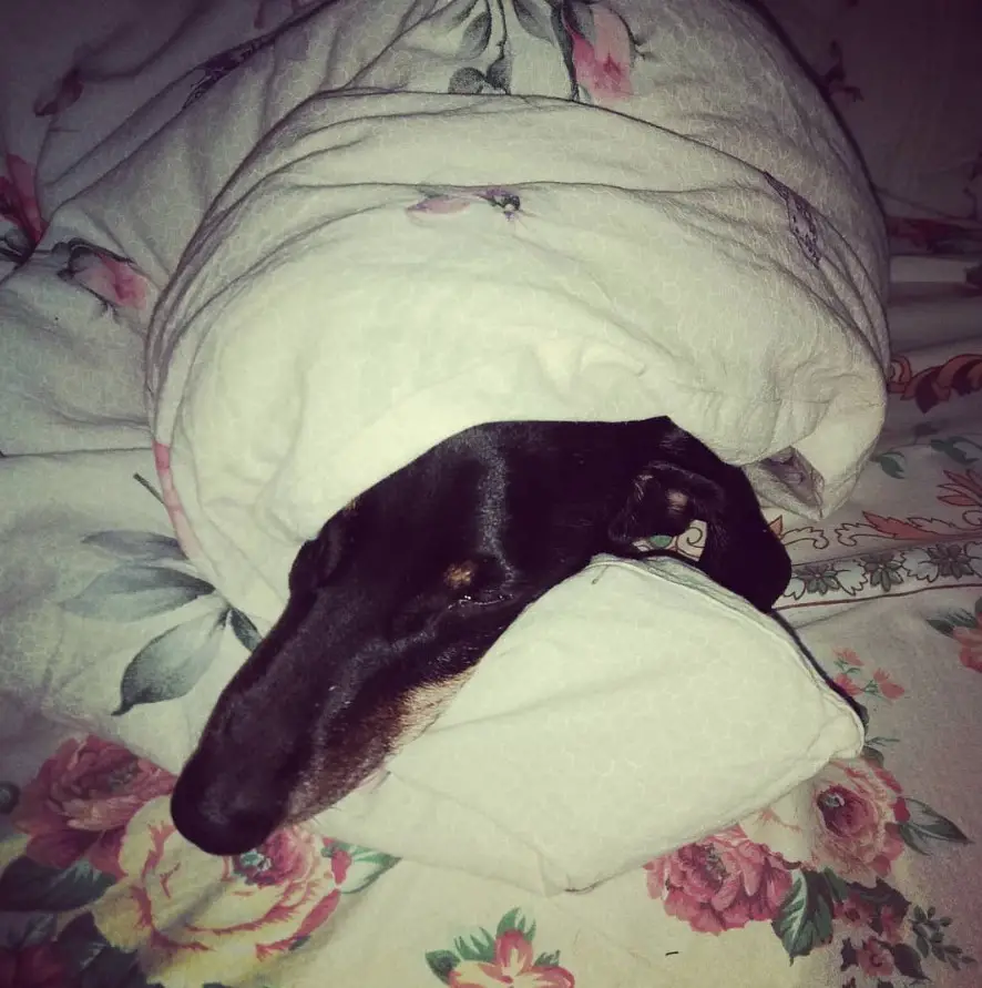 Dachshund wrapped in blanket while sleeping in bed