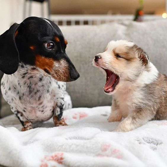 A Dachshund standing on top of the couch while staring at the puppy yawning next to him