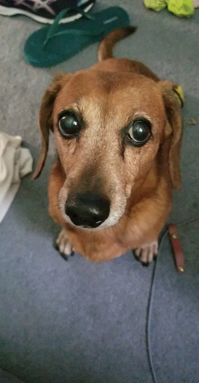 A Dachshund sitting on the floor with its begging face