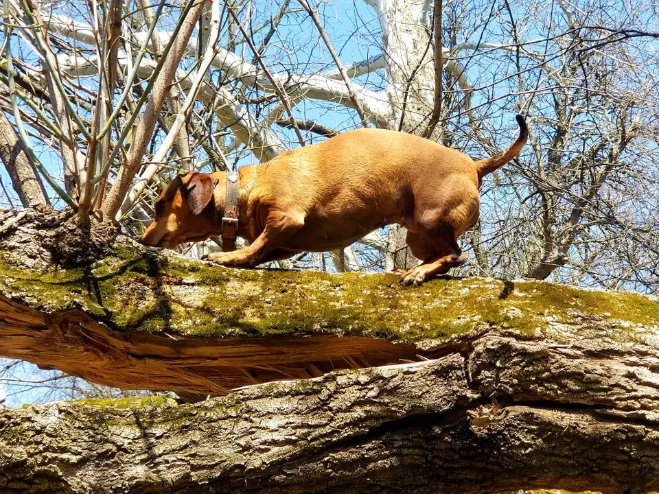 Dachshund walking on top of a laid tree trunk in the forest