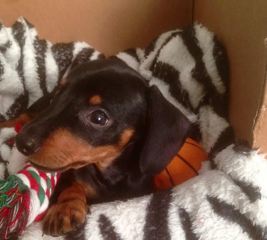 Dachshund puppy on its bed with its tug toy and ball
