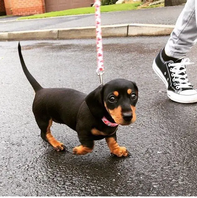 A Dachshund puppy walking in the wet street with a person