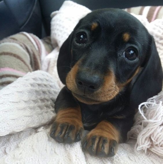 Dachshund puppy snuggled up in its white blanket