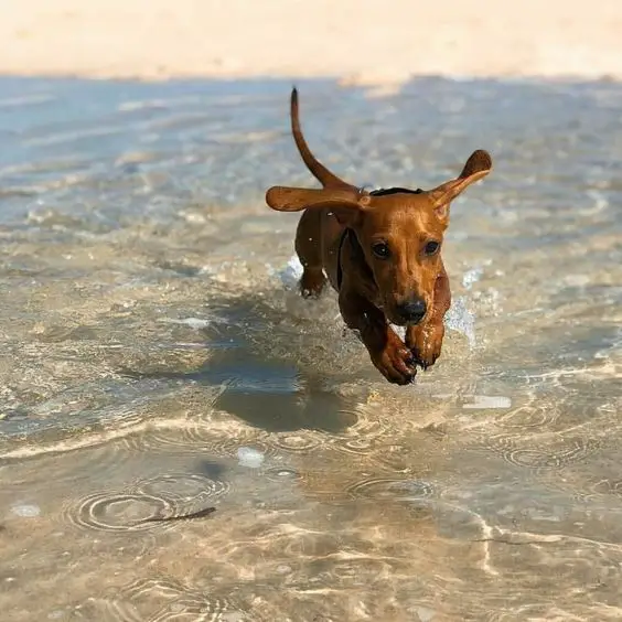 brown Dachshund running in water
