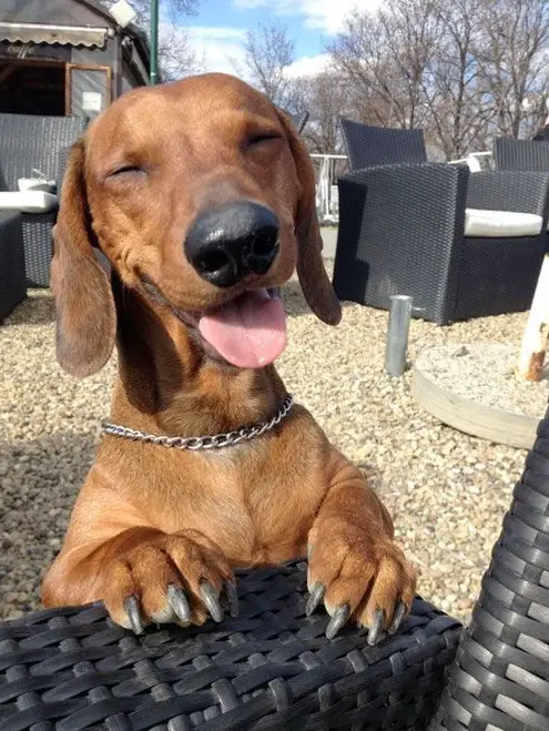 happy brown Dachshund closing its eyes while its tongue is sticking out