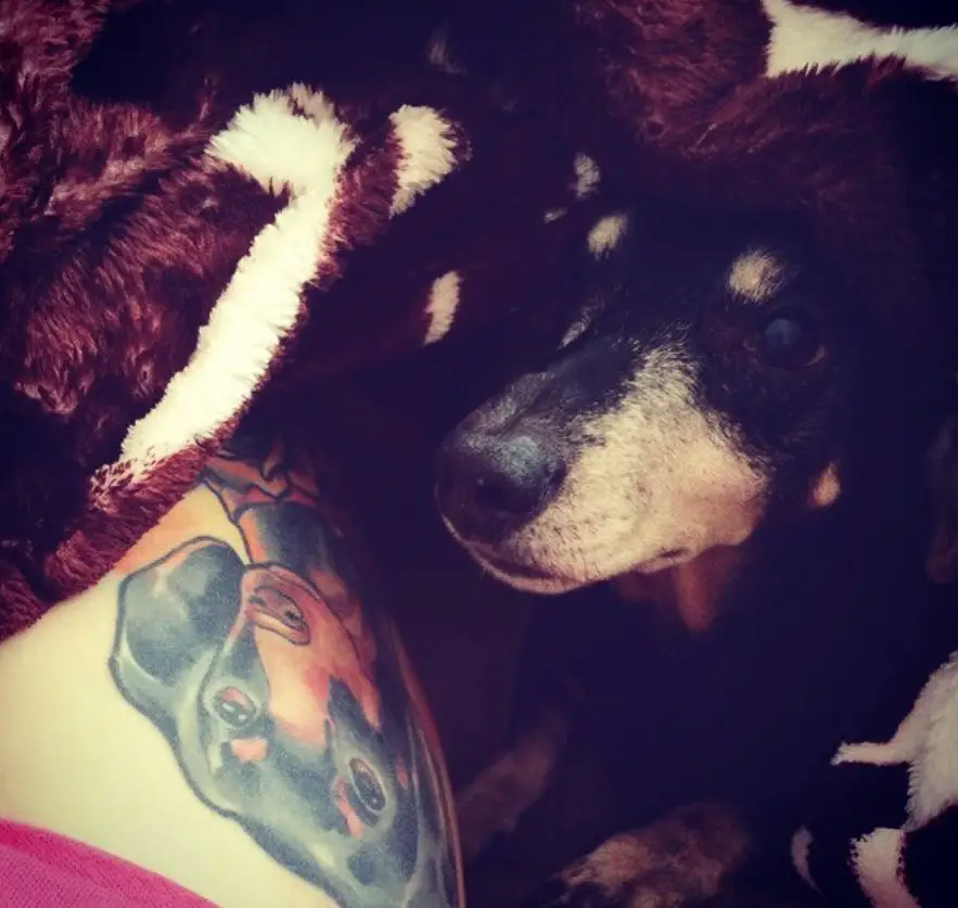 A Dachshund lying on the couch in front of the thigh of its owner with a tattoo on its face
