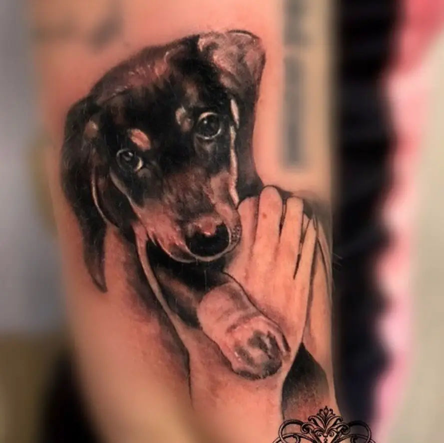 3D Dachshund with two hands on its chest tattoo on the shoulder