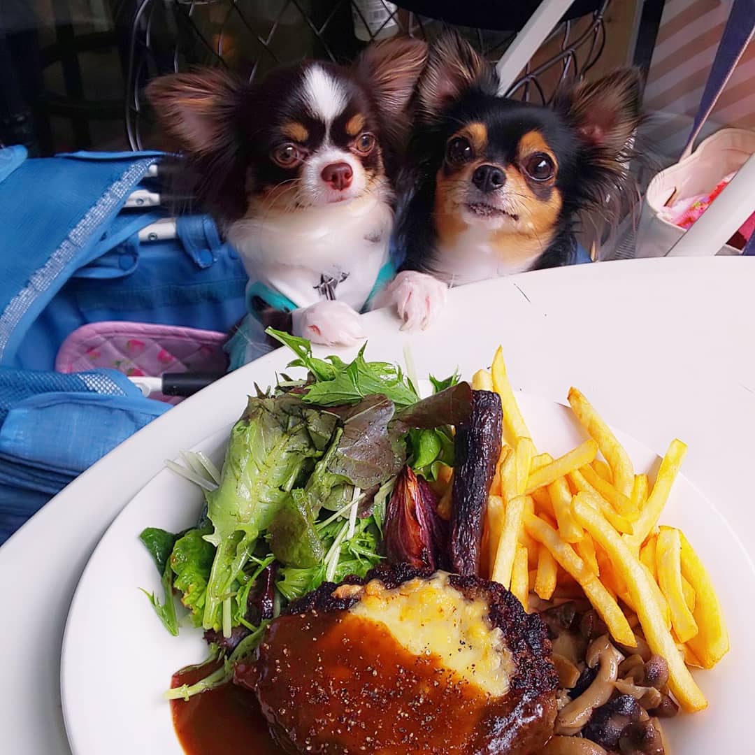 two Chihuahuas sitting behind plate with food