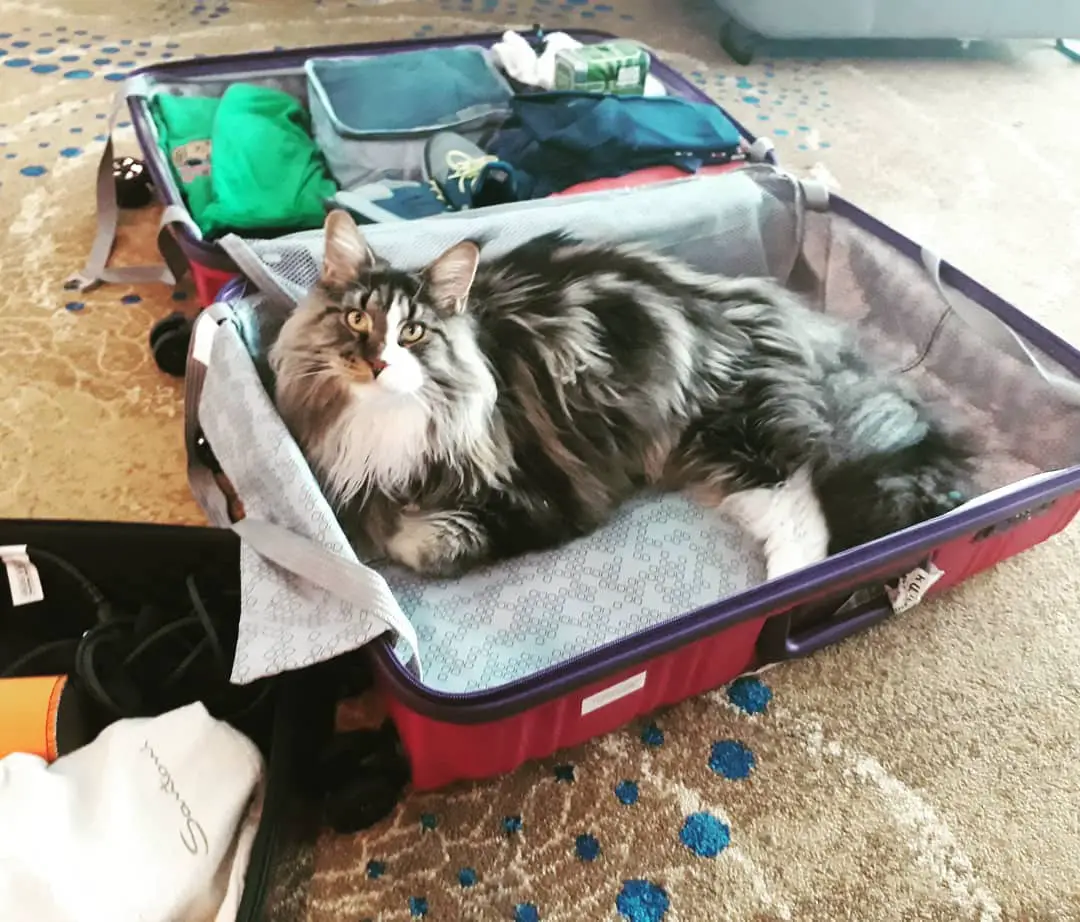 Maine Coon Cat lying inside the suit case