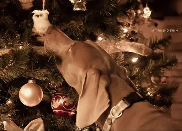 A Weimaraner smelling the owl christmas tree ornament