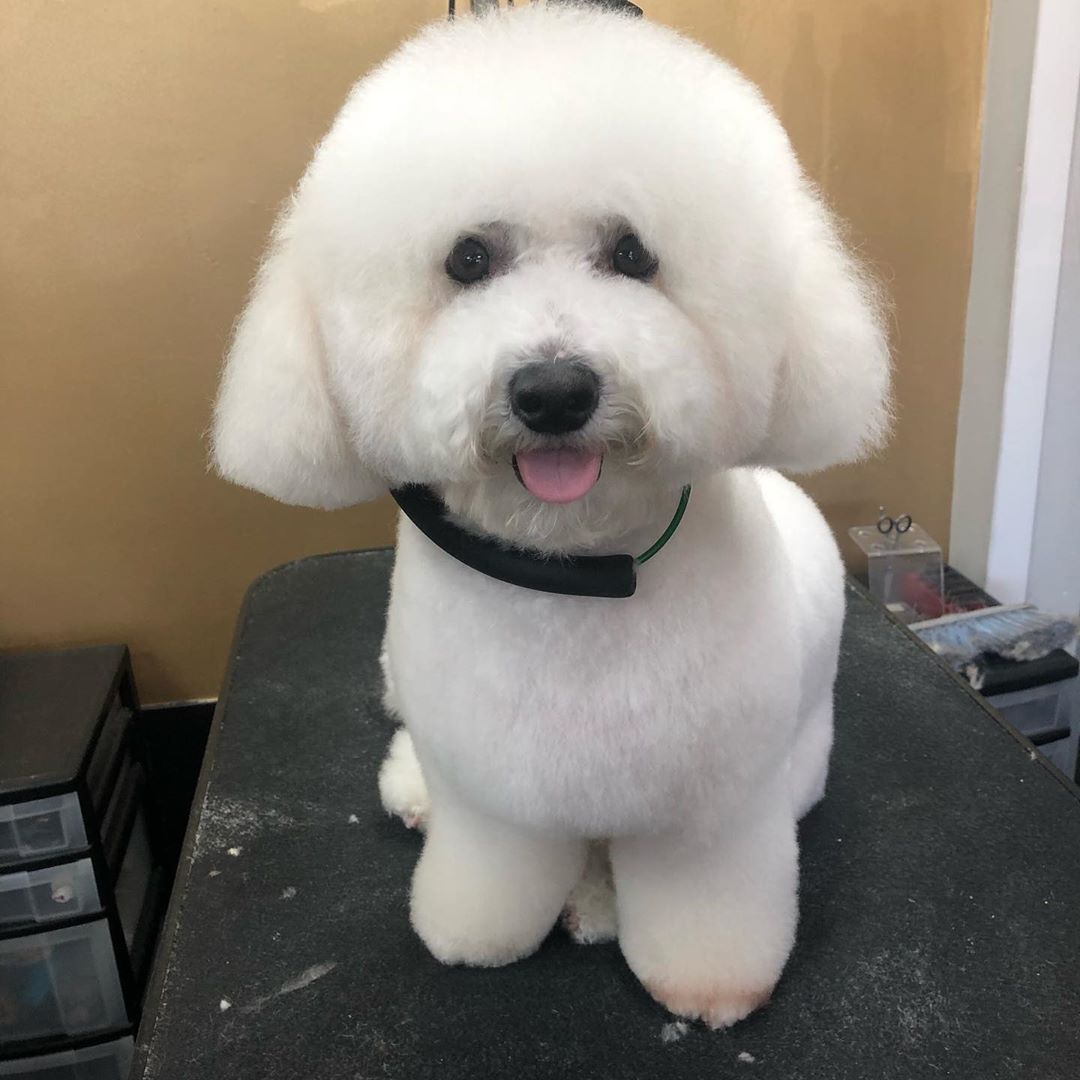 freshly cut Bichon Frise sitting on top of the grooming table