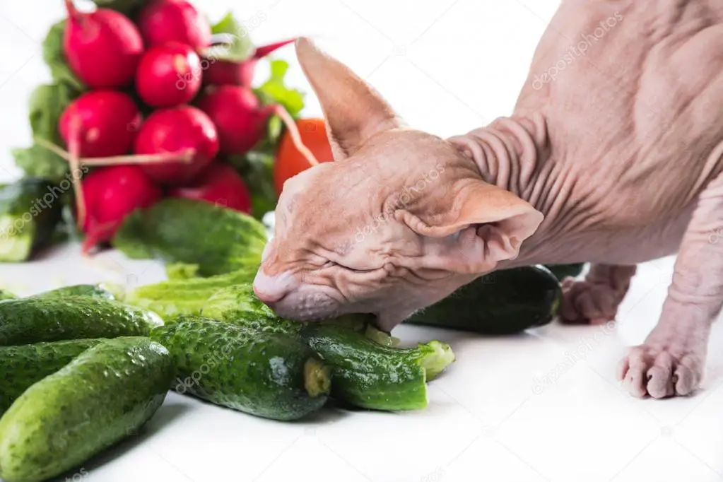 Sphynx Cat biting a cucumber