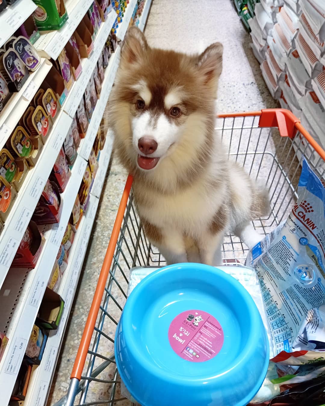 A Husky puppy sitting inside the push cart