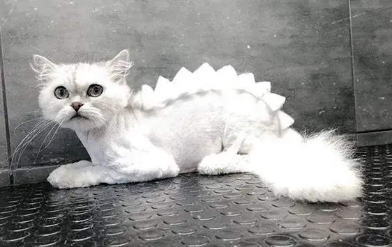 Persian Cat lying on the floor in its dinosaur haircut